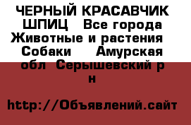 ЧЕРНЫЙ КРАСАВЧИК ШПИЦ - Все города Животные и растения » Собаки   . Амурская обл.,Серышевский р-н